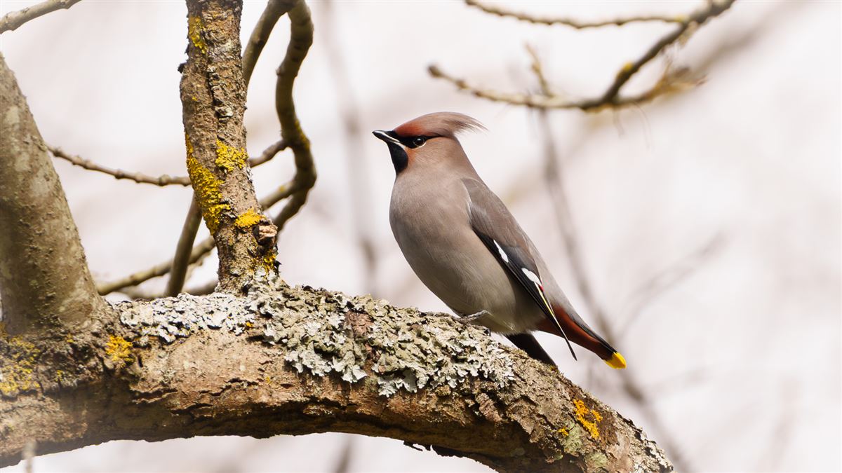 Bohemian Waxwing