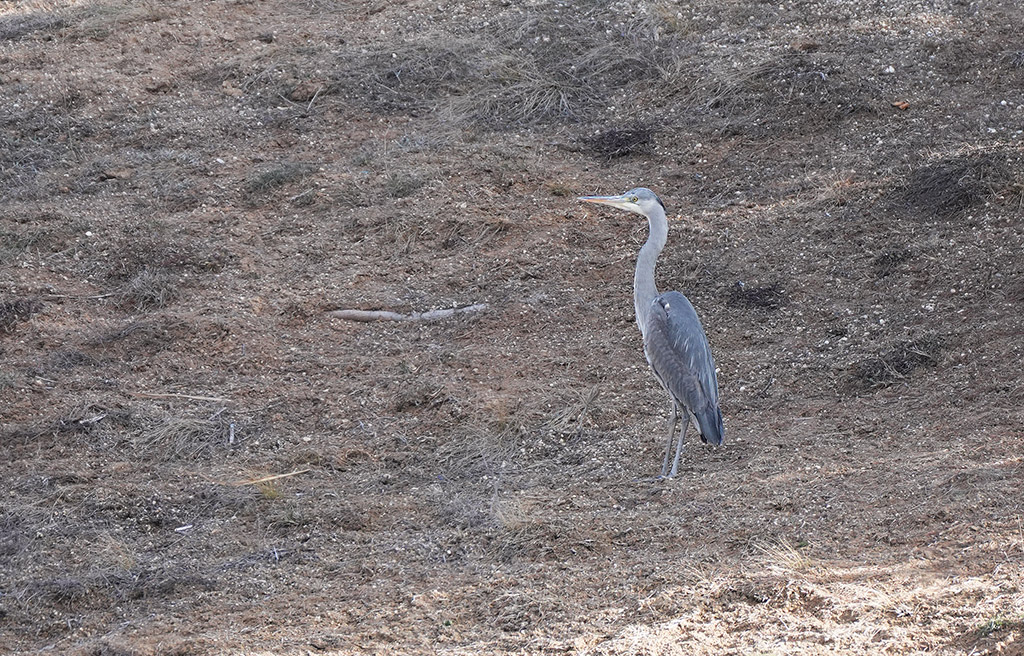 Grey Heron