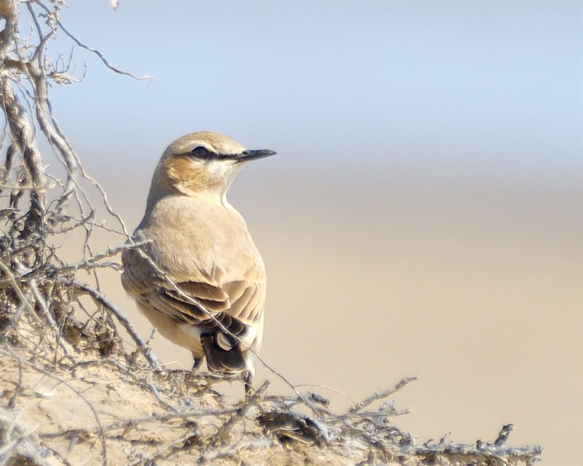 Isabelline Wheatear