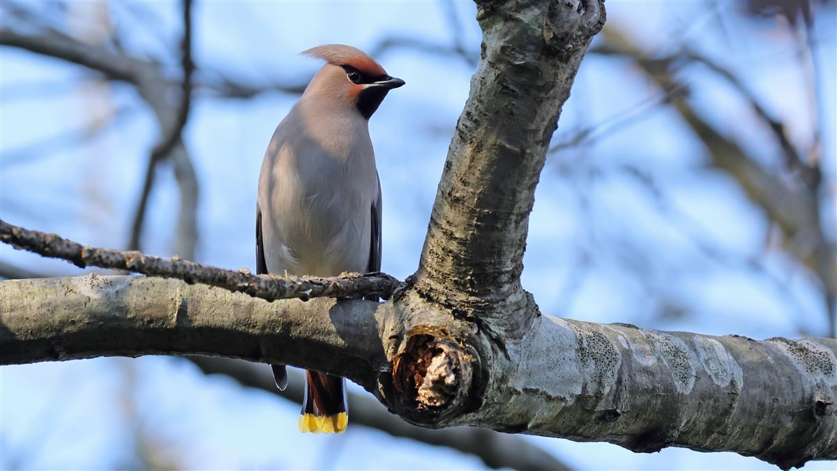 Bohemian Waxwing