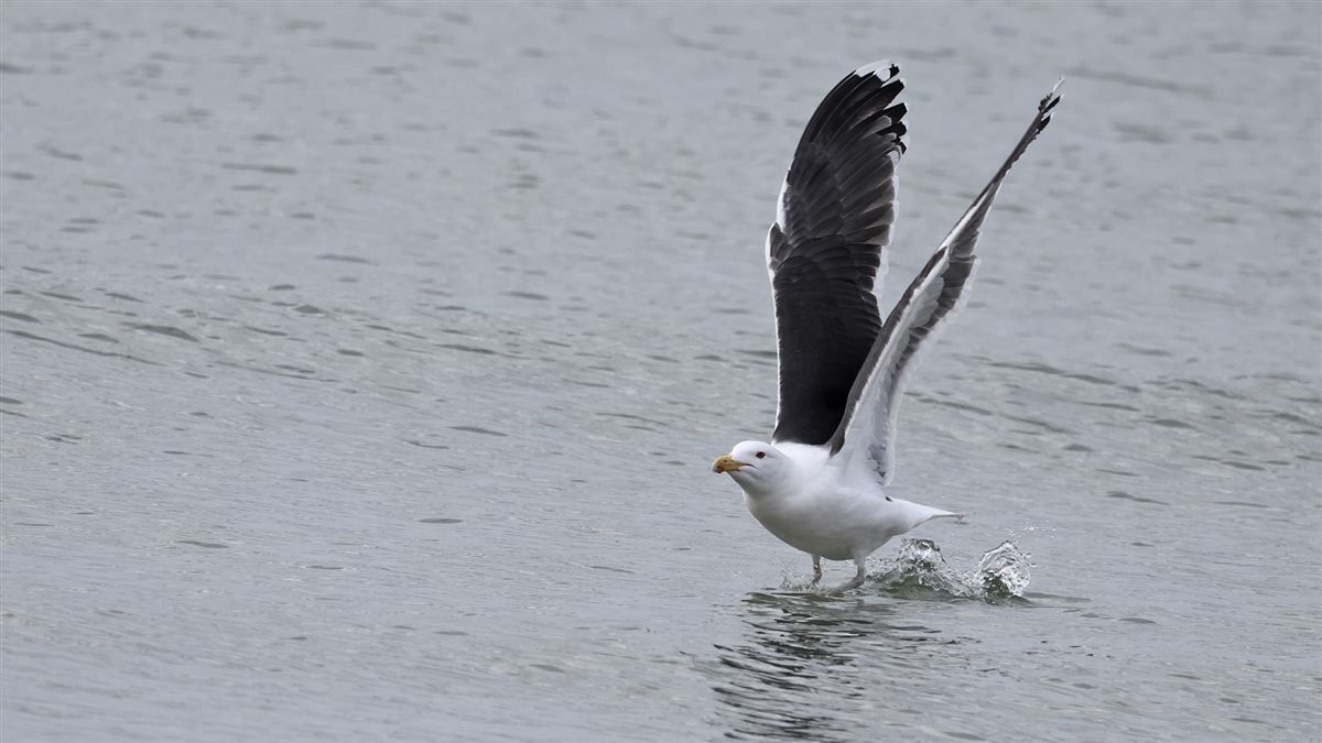 Great Black-backed Gull
