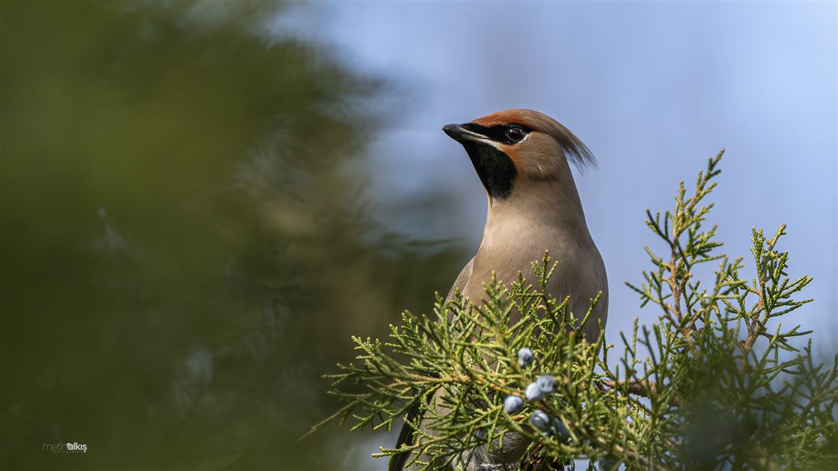 Bohemian Waxwing