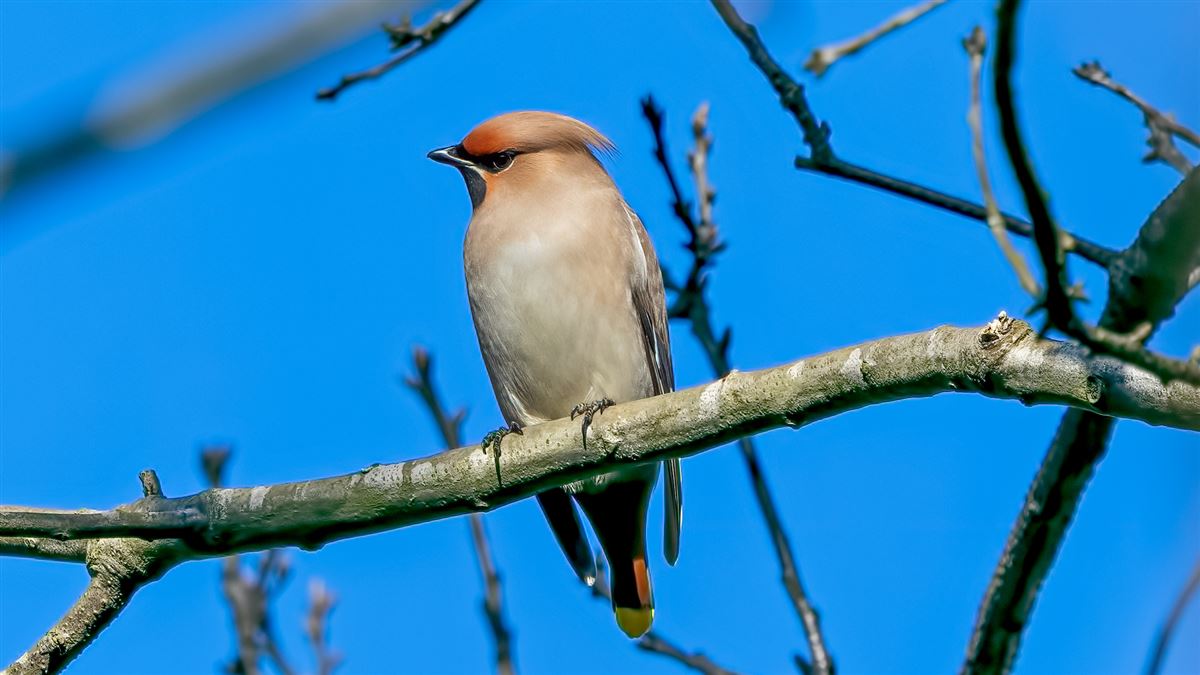 Bohemian Waxwing
