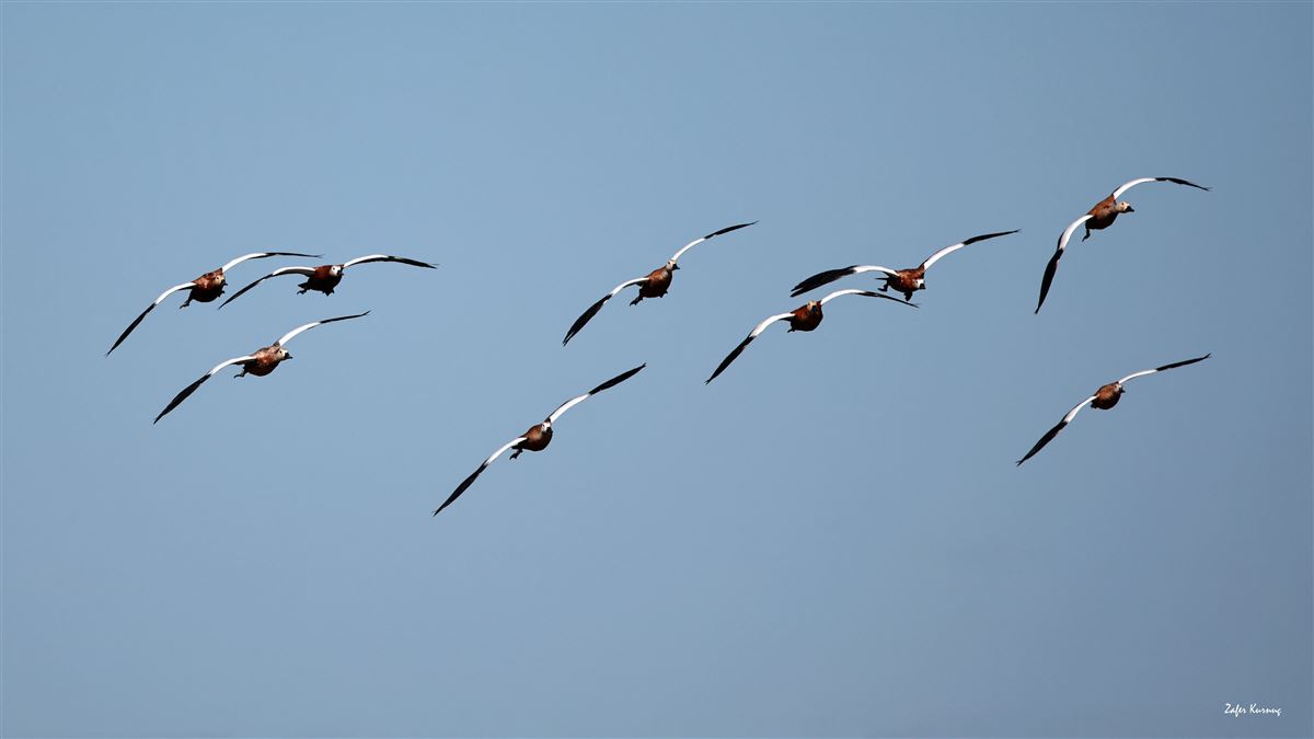 Ruddy Shelduck