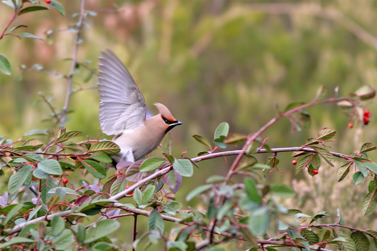 Bohemian Waxwing
