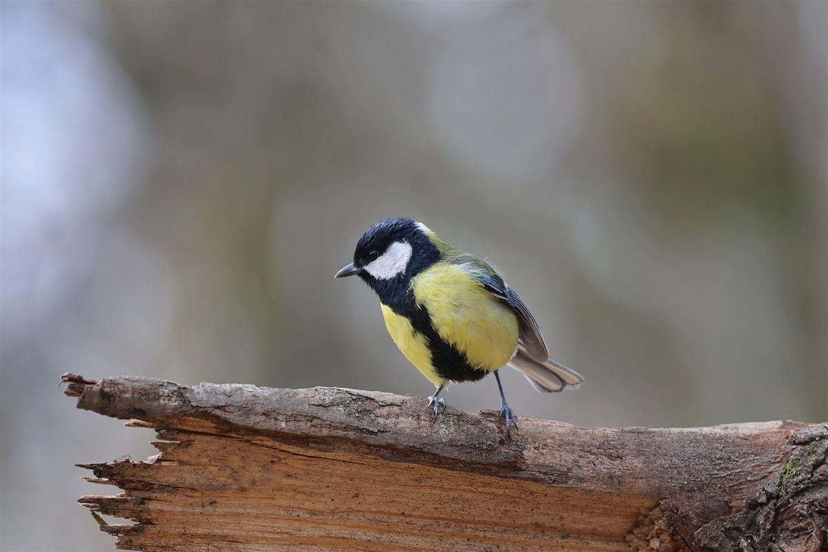 Great Tit