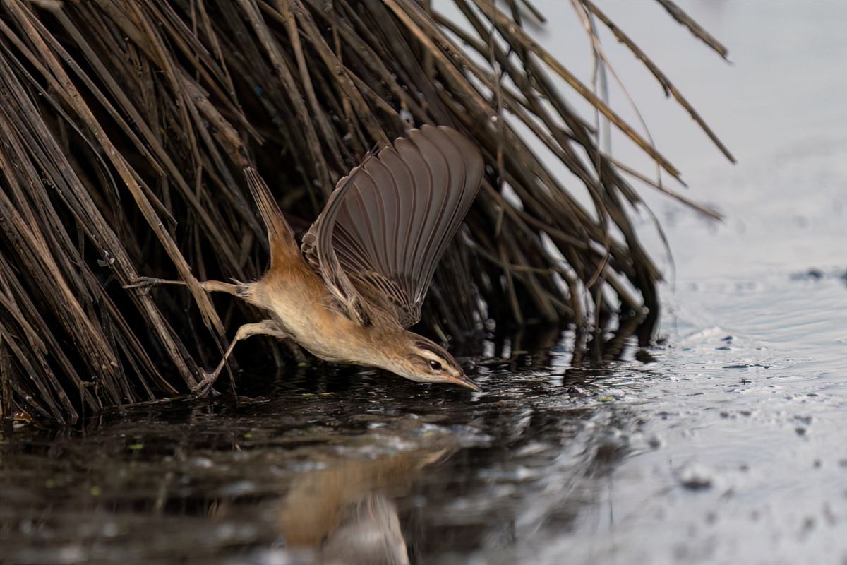 Sedge Warbler