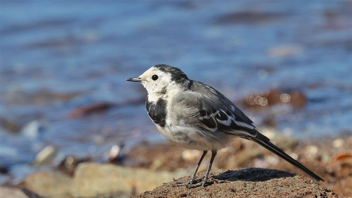White Wagtail
