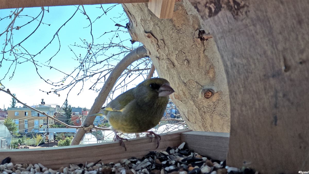 European Greenfinch