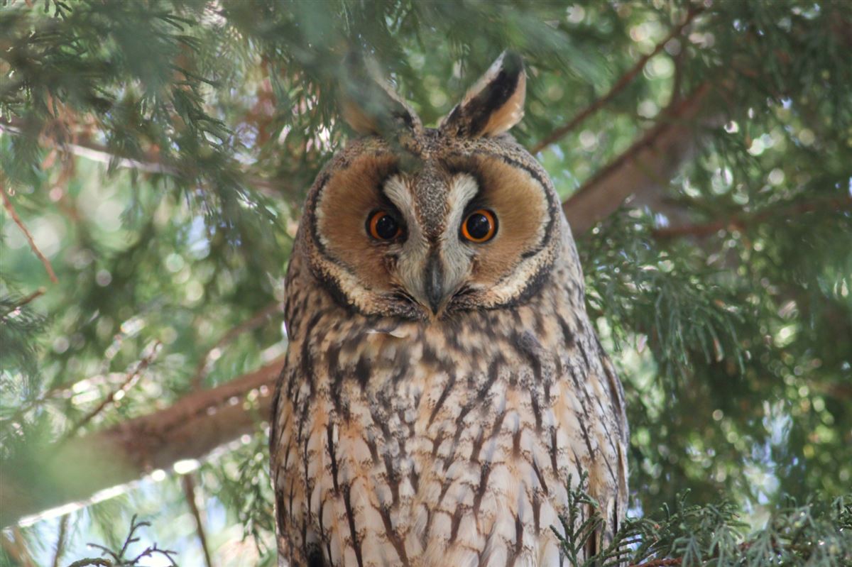 Long-eared Owl