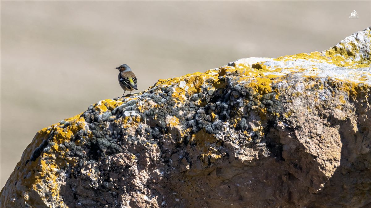 Eurasian Chaffinch