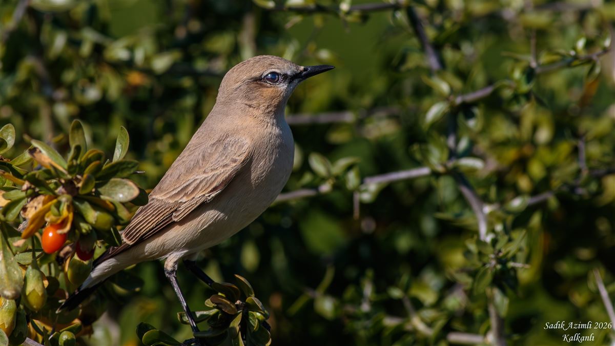 Isabelline Wheatear
