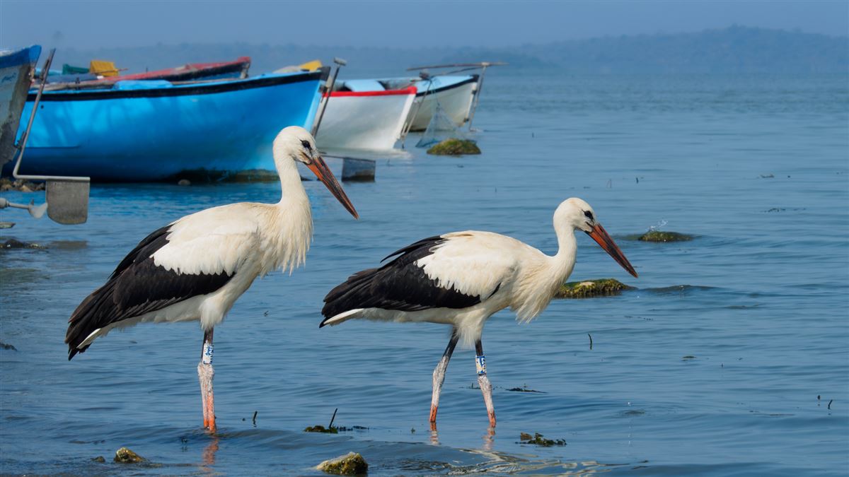 White Stork