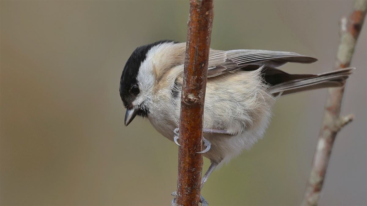 Marsh Tit