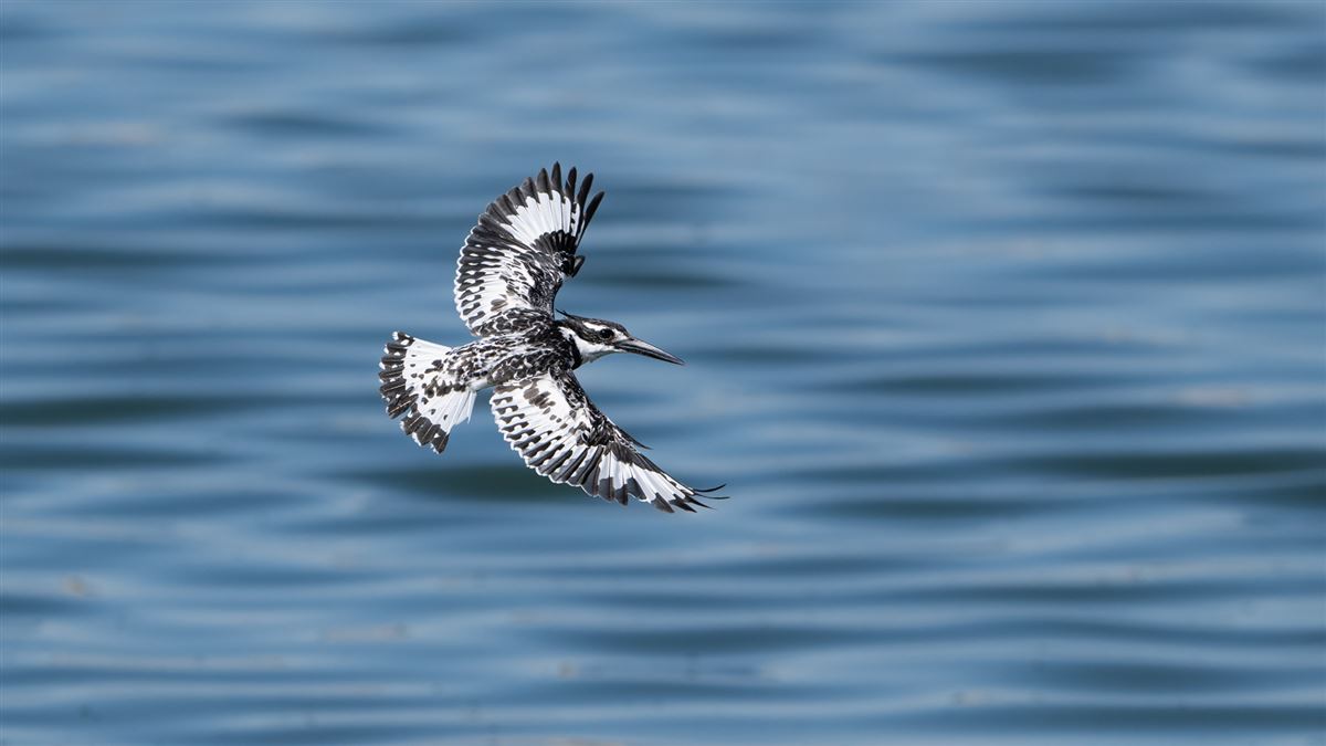 Pied Kingfisher