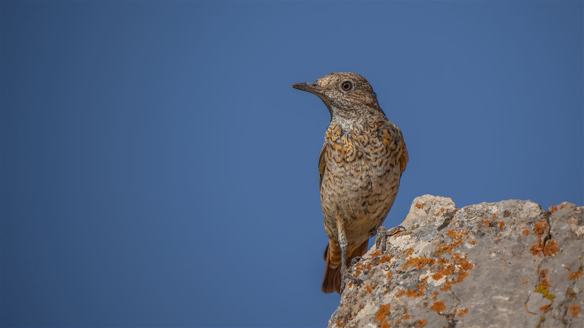 Common Rock Thrush