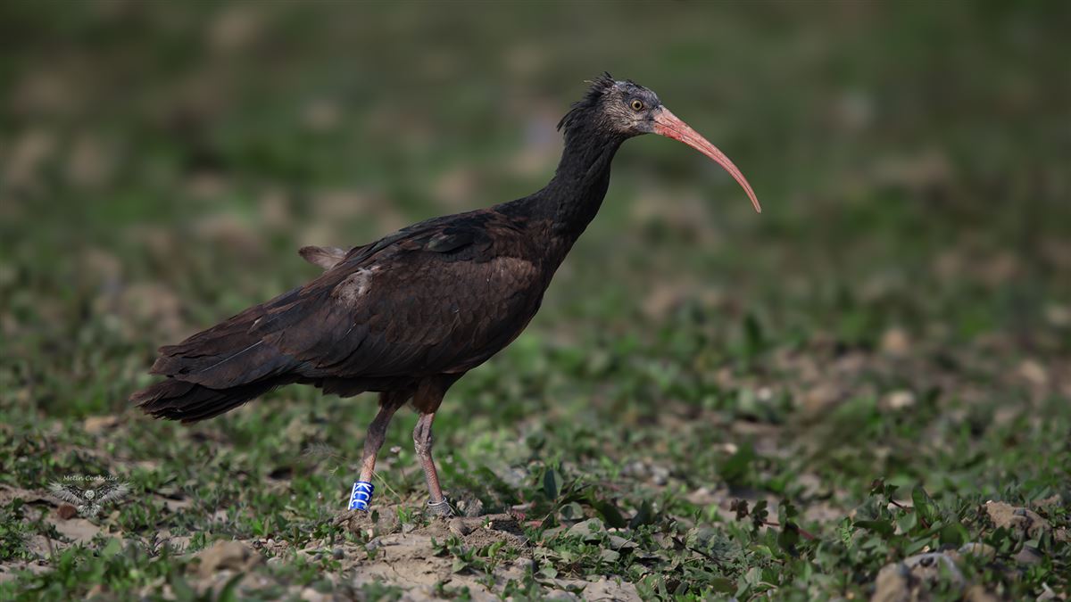 Northern Bald Ibis