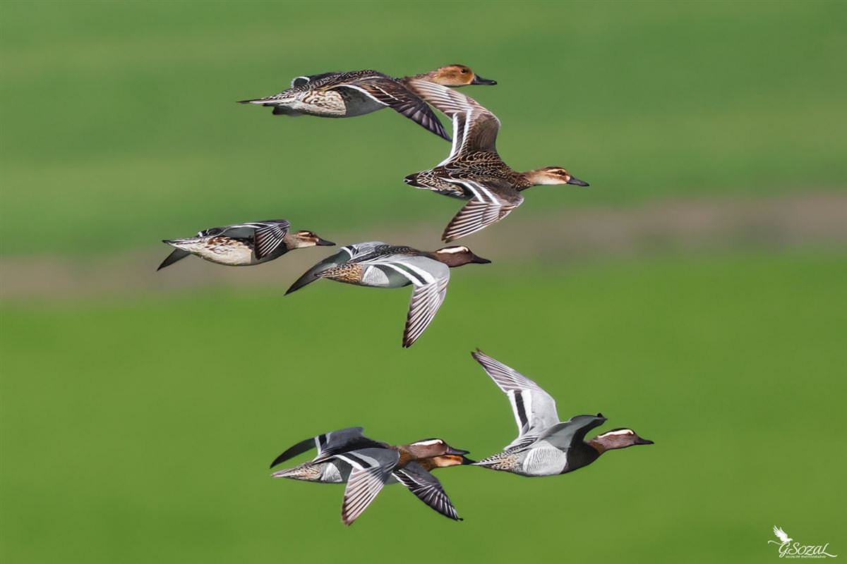 Garganey