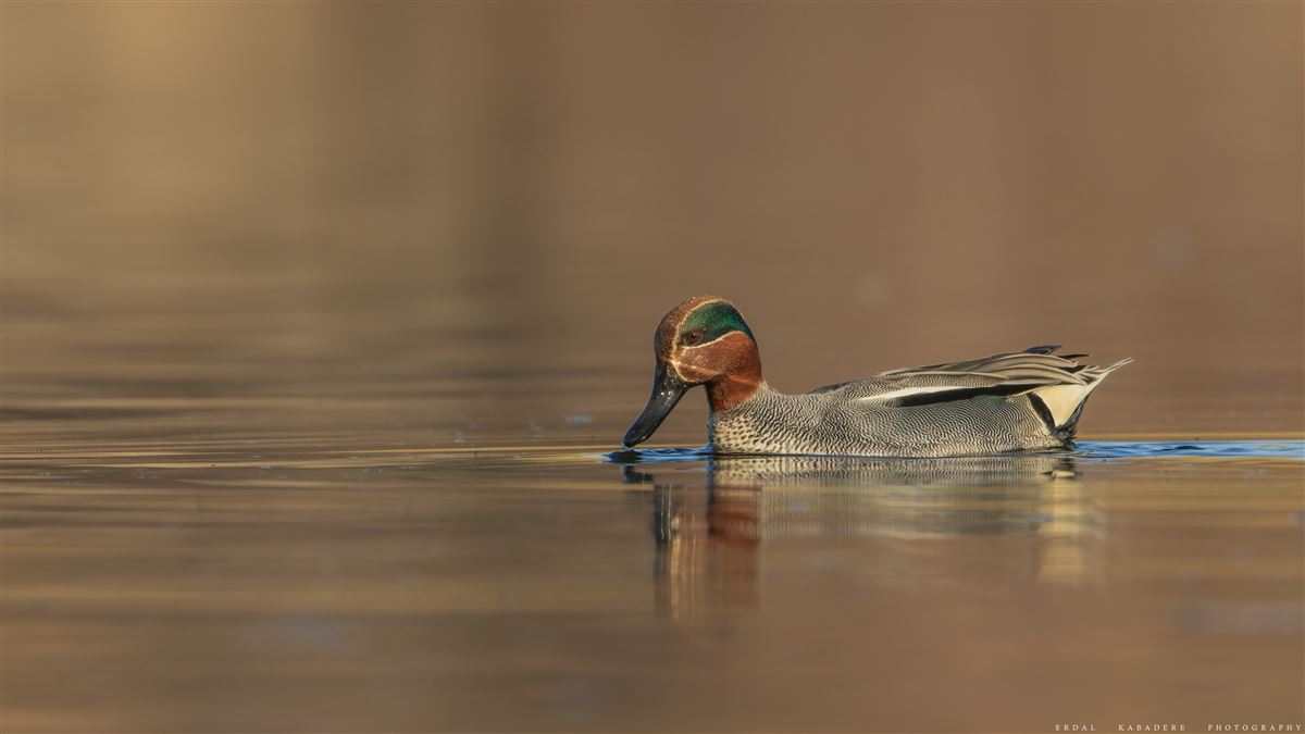 Eurasian Teal