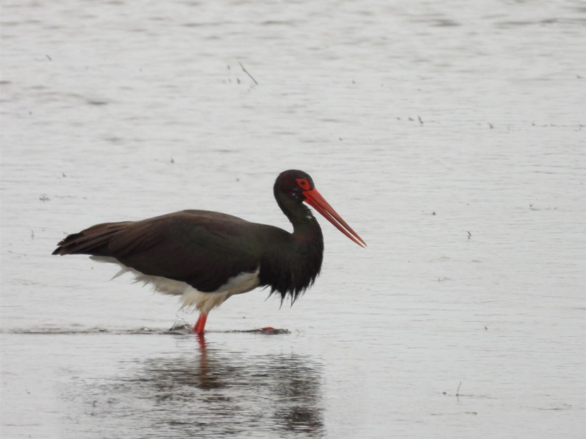 Black Stork