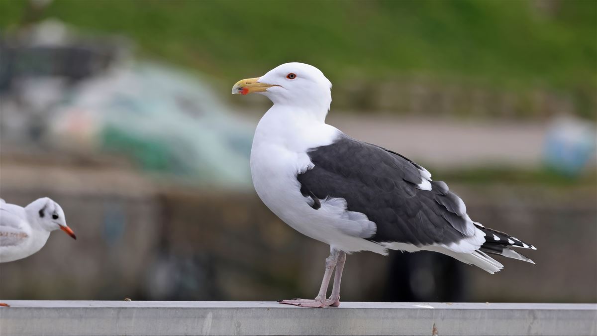 Great Black-backed Gull
