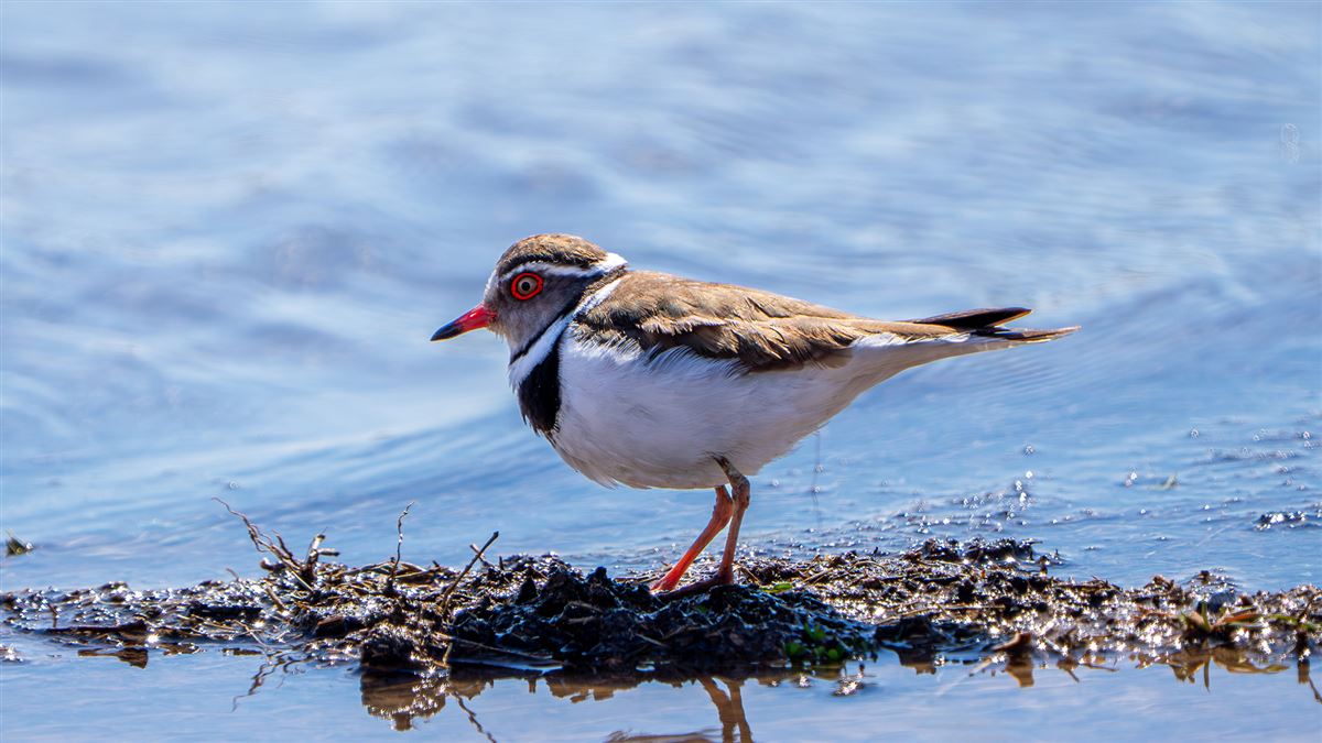 Three-banded Plover