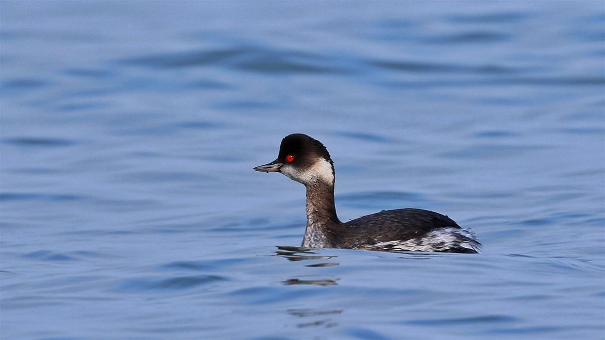 Black-necked Grebe