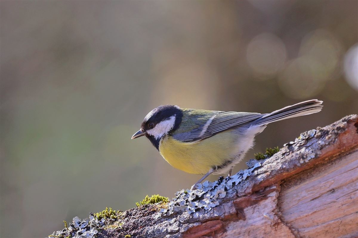 Great Tit