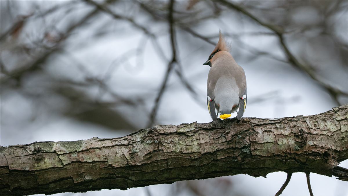 Bohemian Waxwing