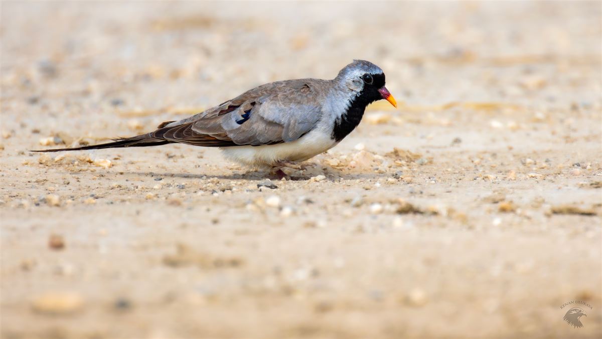 Namaqua Dove