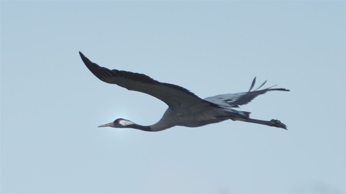 Common Crane