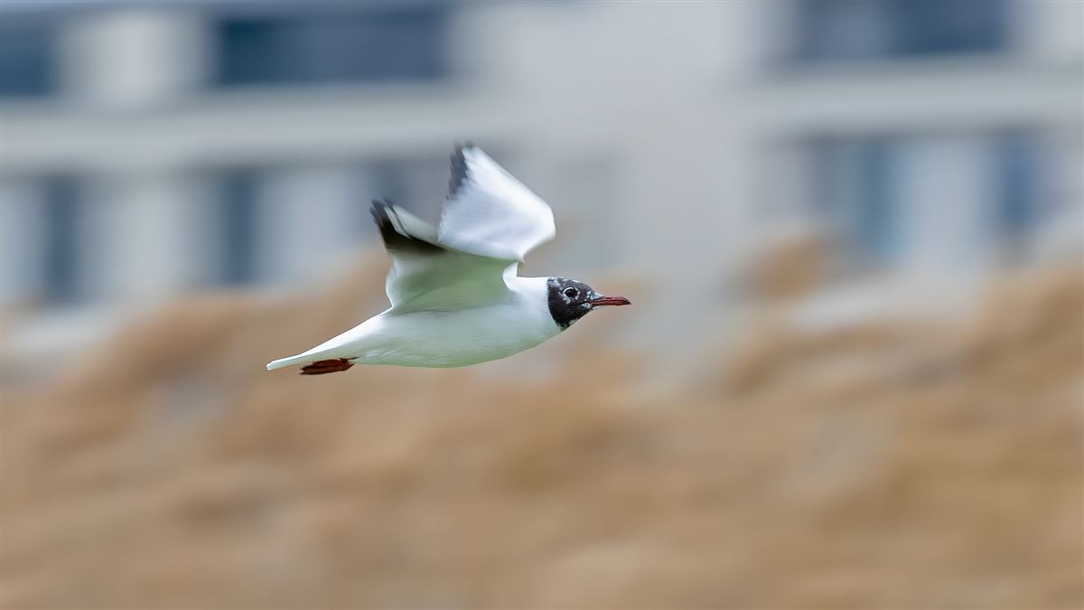 Black-headed Gull