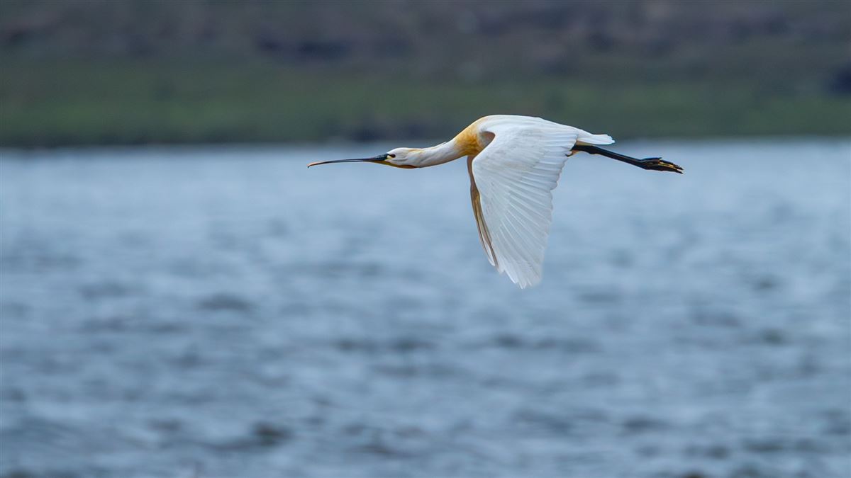 Eurasian Spoonbill
