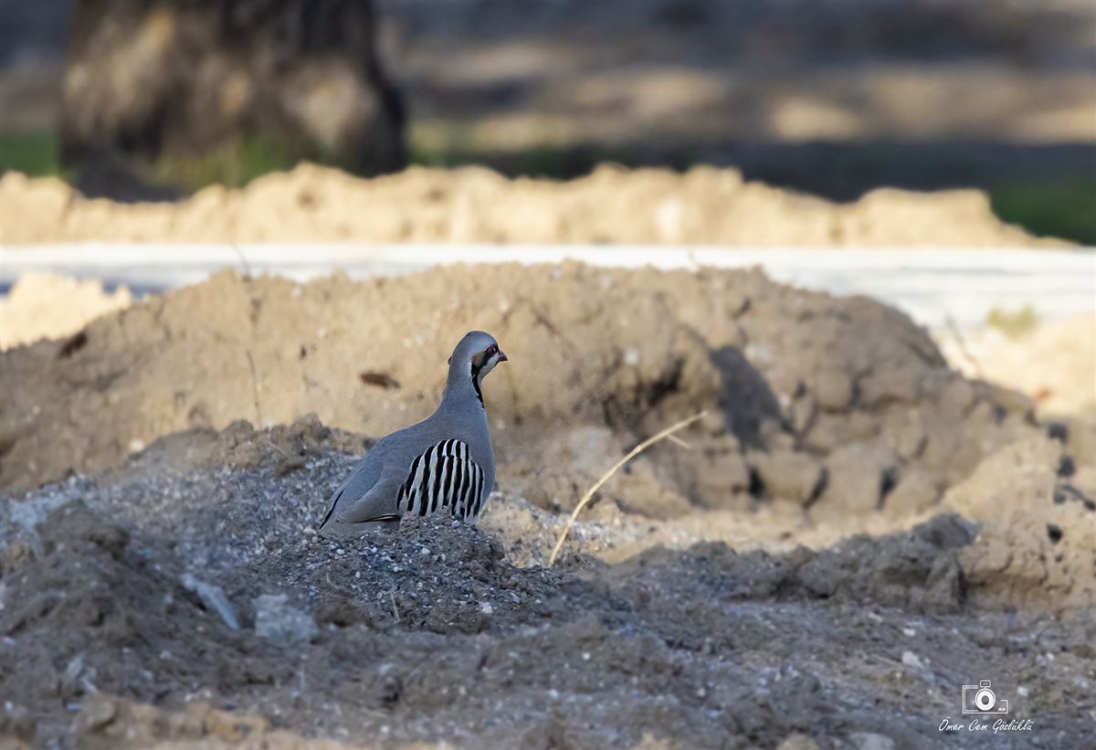 Chukar Partridge