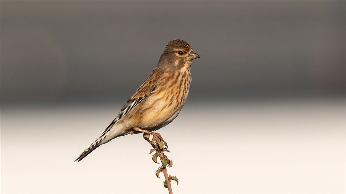 Common Linnet