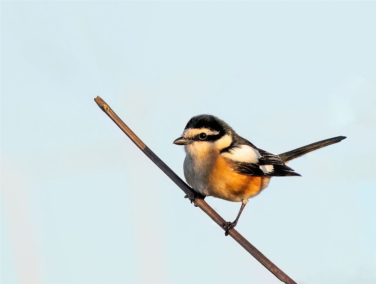 Masked Shrike