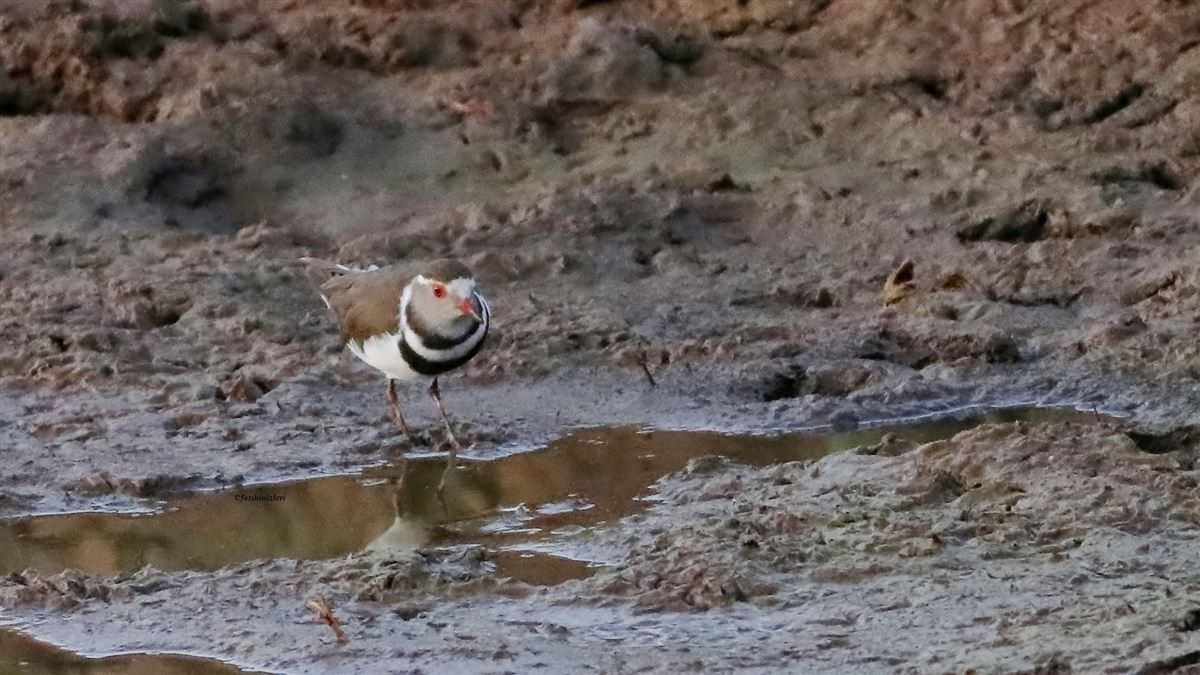 Three-banded Plover