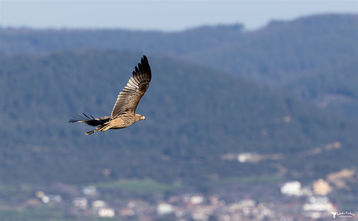 Şah kartal