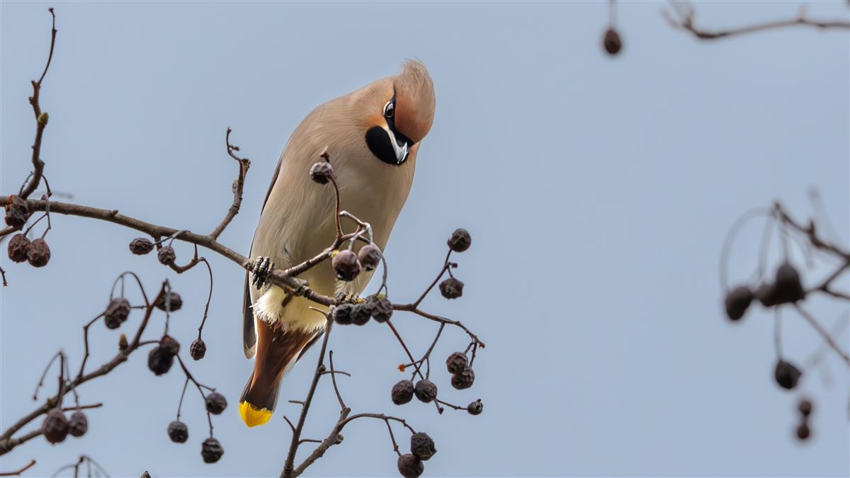 Bohemian Waxwing