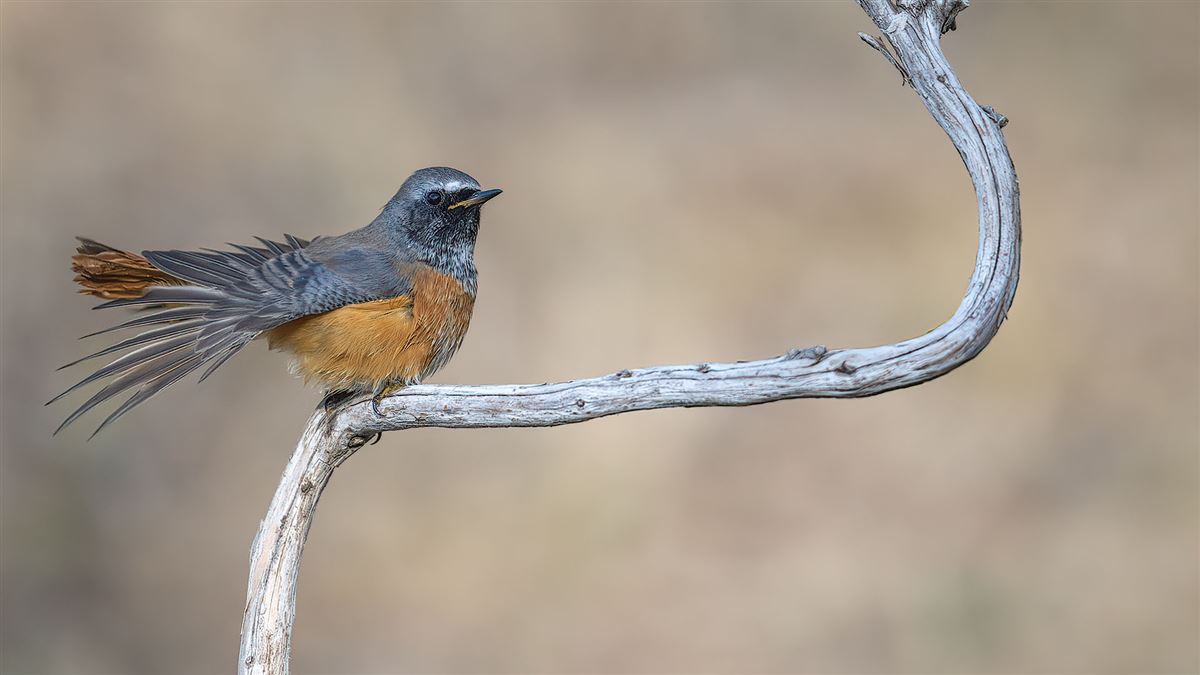 Common Redstart