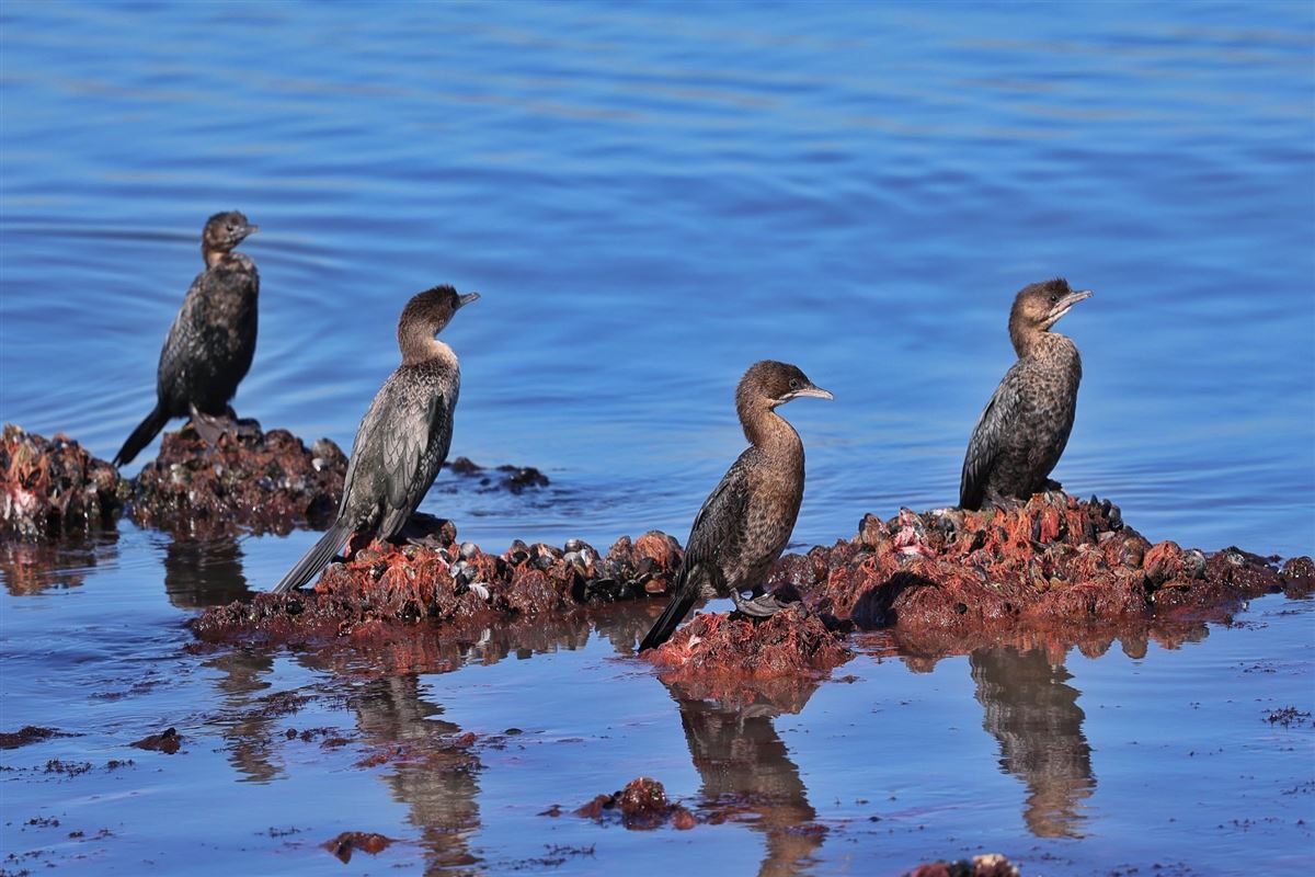Pygmy Cormorant