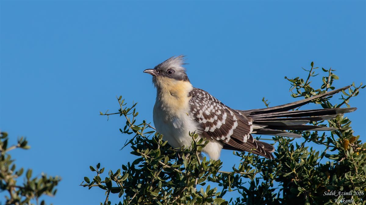 Great Spotted Cuckoo