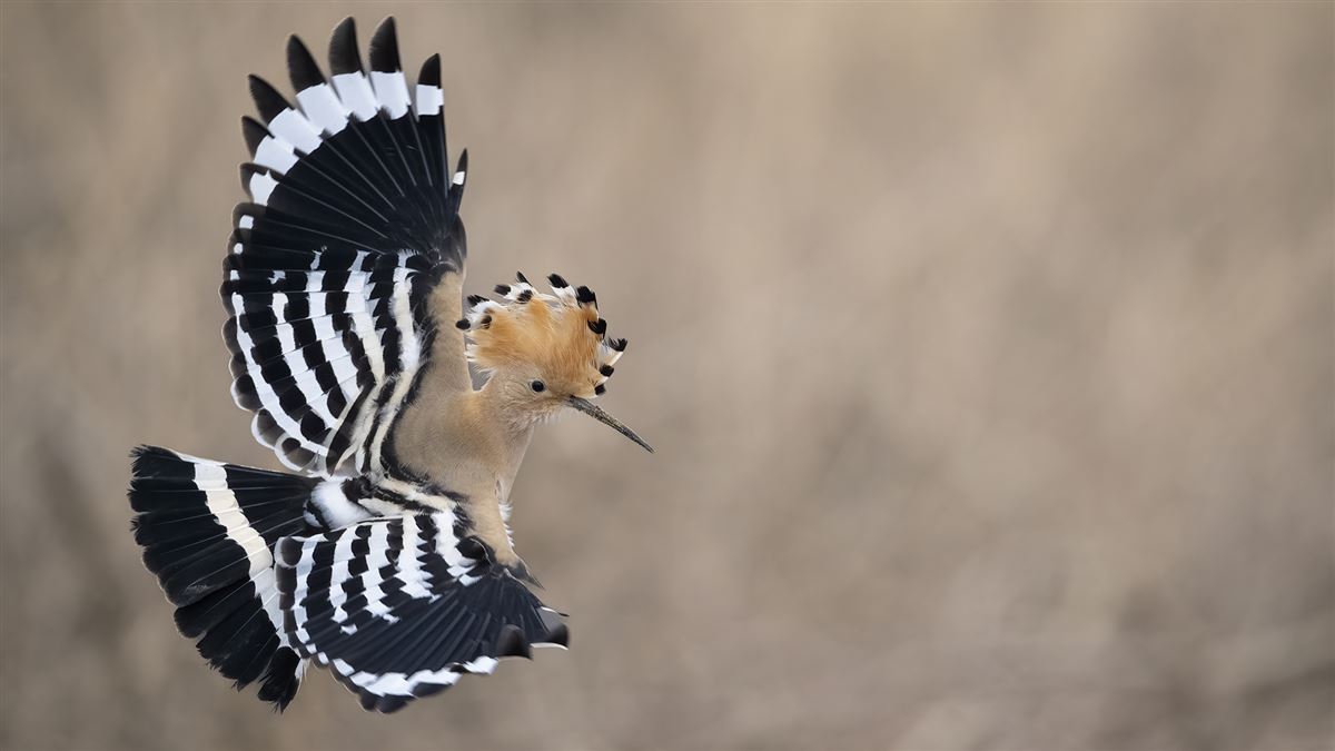 Common Hoopoe