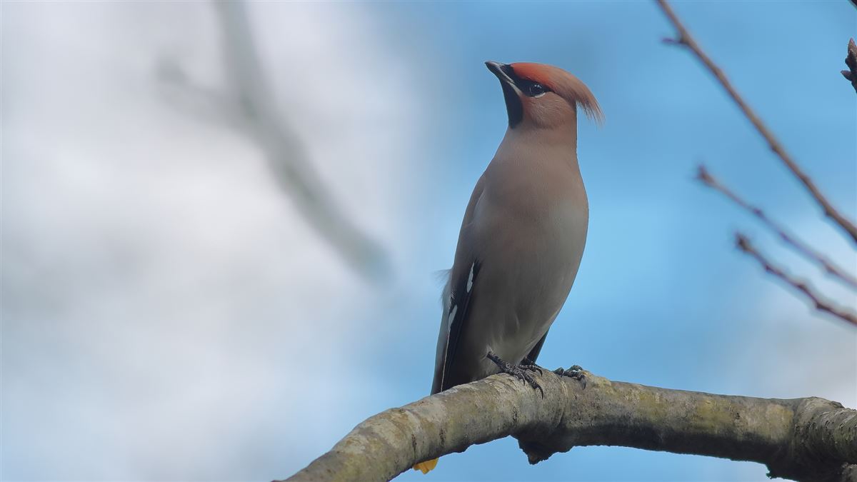 Bohemian Waxwing