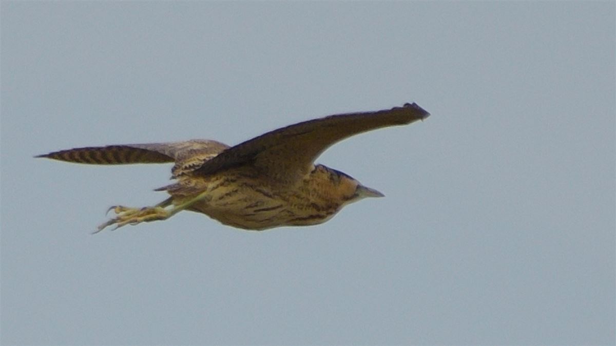Eurasian Bittern