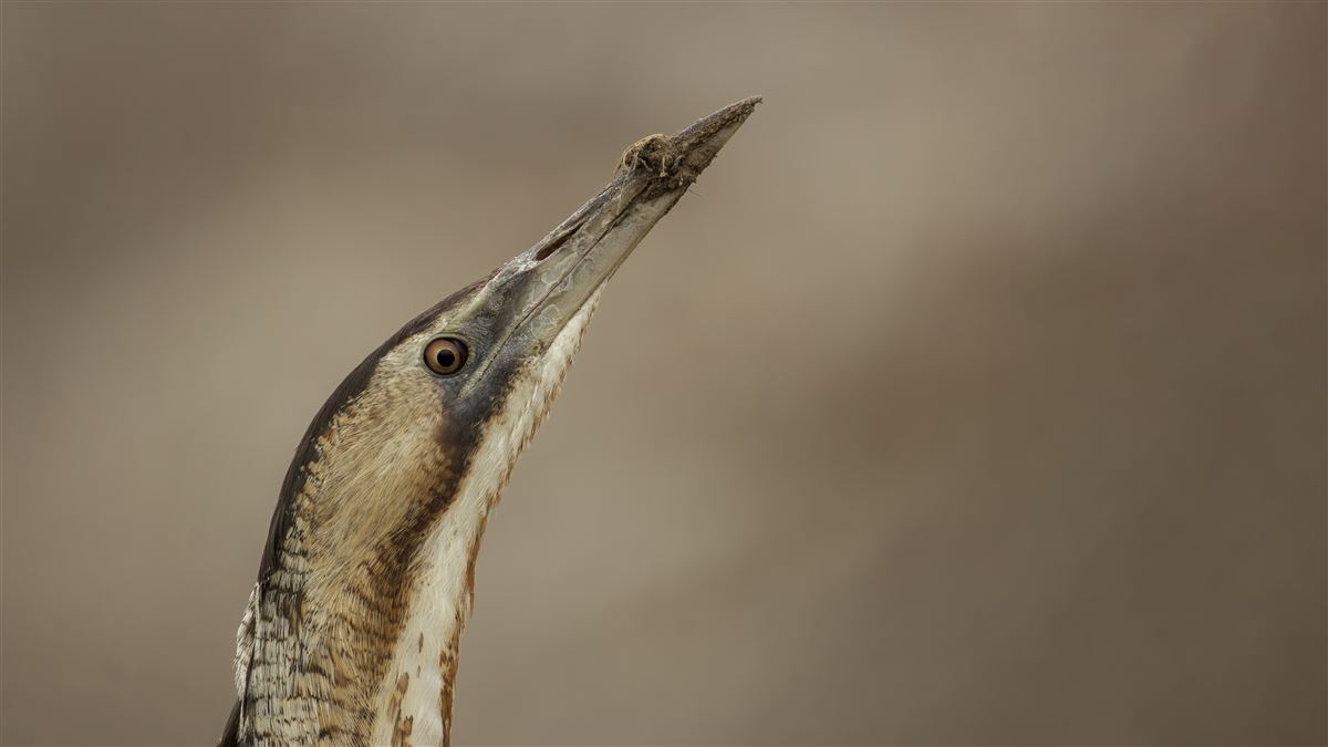Eurasian Bittern