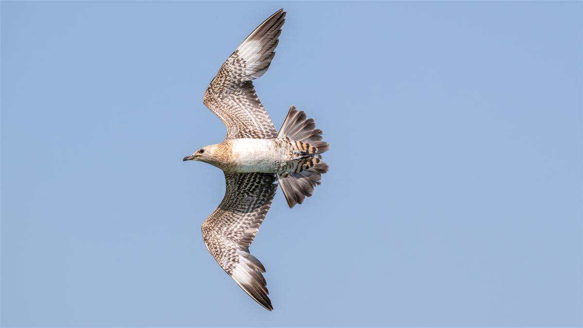 Parasitic Jaeger