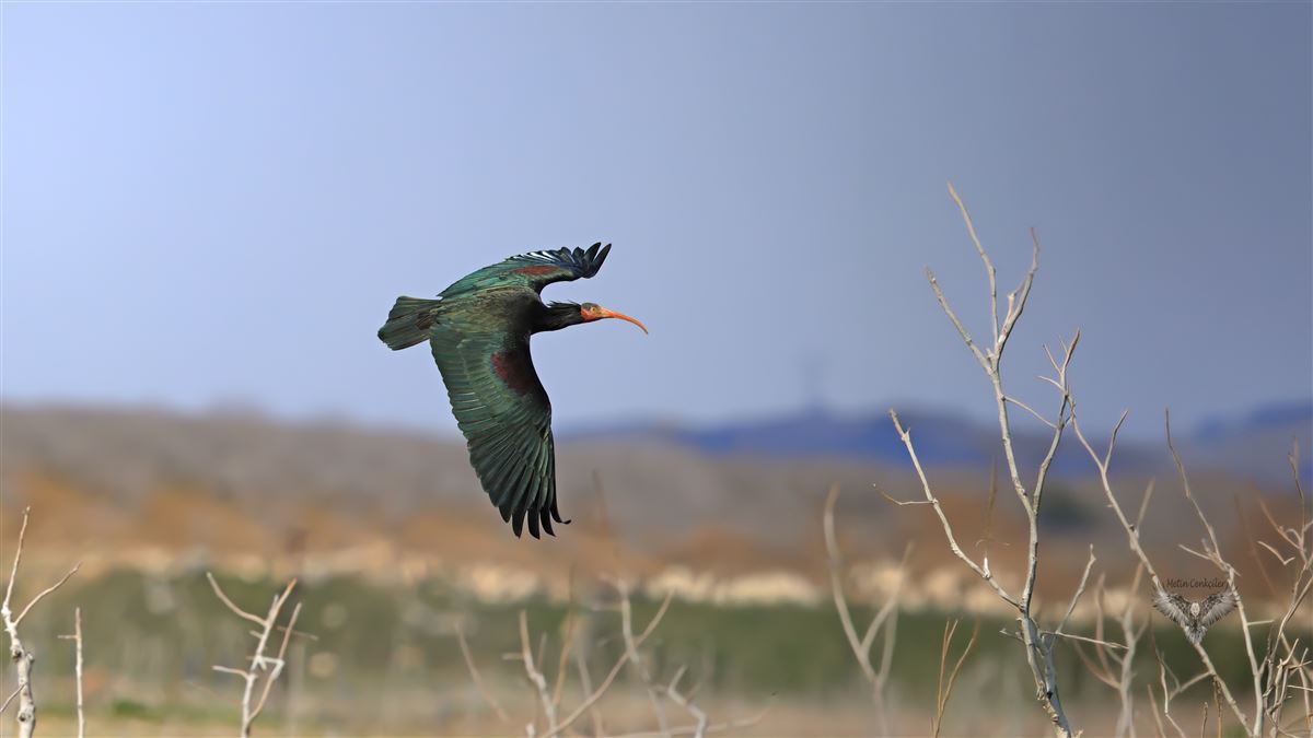 Northern Bald Ibis