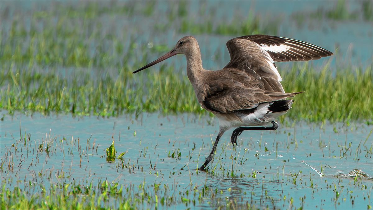 Black-tailed Godwit