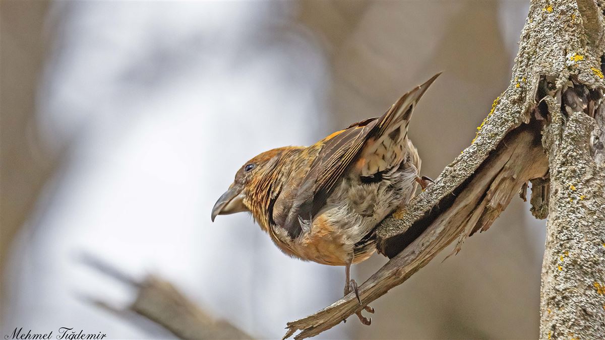 Red Crossbill